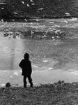 361181 Afbeelding van een jongen die kijkt naar de meeuwen en eenden bij een wak in het water van de Stadsbuitengracht ...